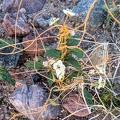 Dodder and desert primrose