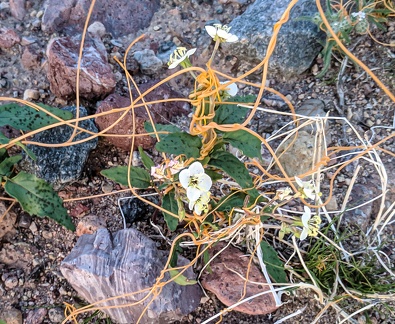 Dodder and desert primrose