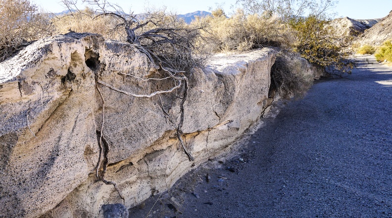 Root system