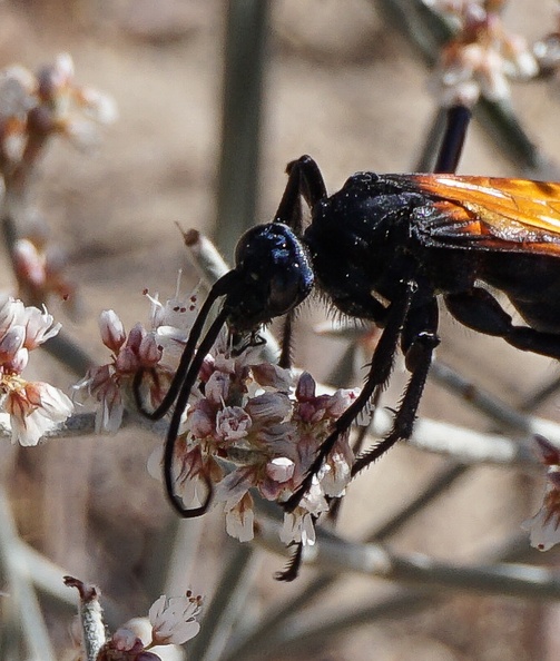 A tarantula hawk hugs a bouquet of buckwheat blossoms