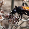 A tarantula hawk hugs a bouquet of buckwheat blossoms