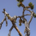 Entwined Joshua tree