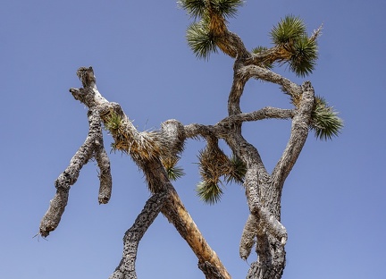 Entwined Joshua tree