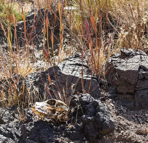 Skull and desert buckwheats