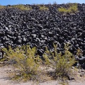 Creosote bush family