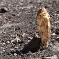 Desert mushroom on a hot day