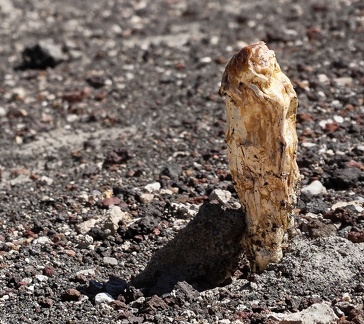 Desert mushroom on a hot day