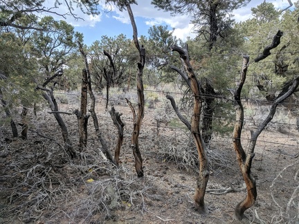 Historic fencing