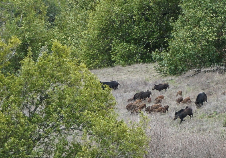 Wild pigs