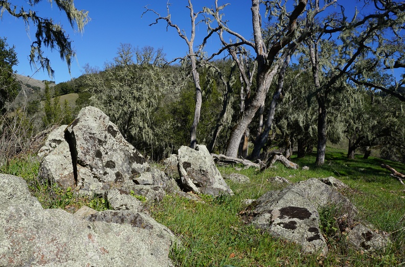 Lichen rocks