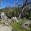 Lichen rocks