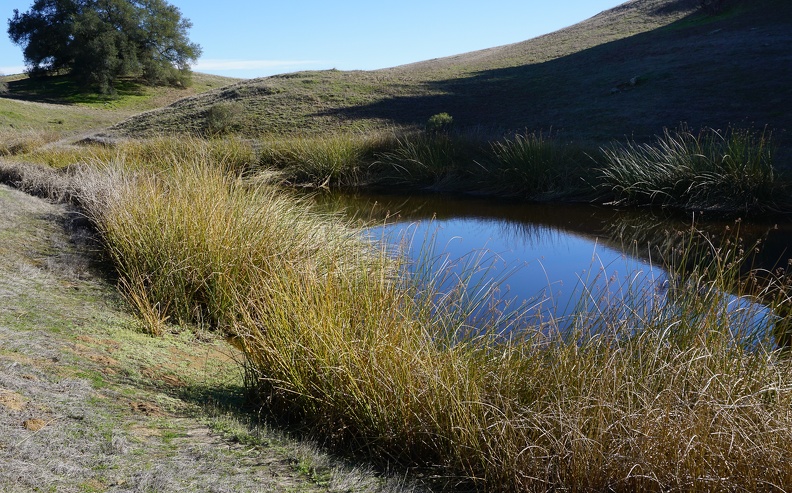 Redfern Pond