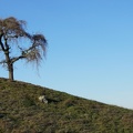 Ridge line