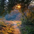 Tree cover, Middle Steer Ridge Trail, Henry Coe Park