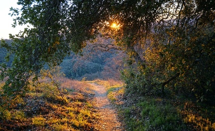 Tree cover, Middle Steer Ridge Trail, Henry Coe Park