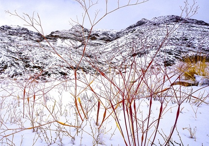 Desert trumpet buckwheats in snow