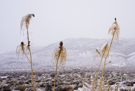 Last season's prince's plumes blossoms discuss the day's snowfall