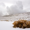 Hopsage bush and snow