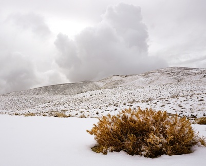 Hopsage bush and snow