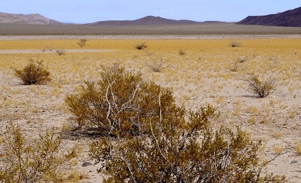 Enjoying desert gold as the mud flats go dry