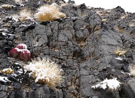 Desert rock garden, after the snow