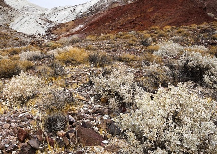 Desert holly bushes attempt camouflage amidst white rock scatter