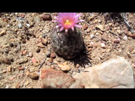 Pineapple cacti on the New York Mountains foothills, Mojave National Preserve