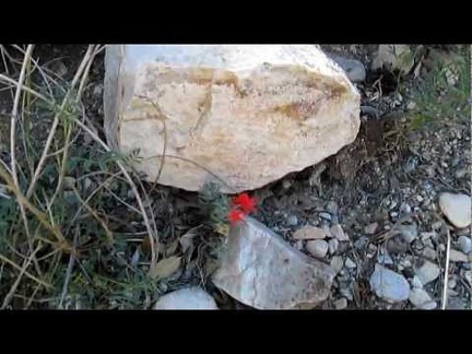  On the way back down Keystone Canyon, I notice a few Scarlet gilias blooming