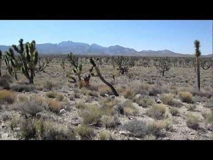 Riding (and walking the 10-ton bike) up the Sagamore Cut-off Road, looking for shade under a Joshua tree