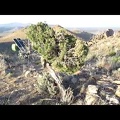  On South Campground Peak, Mid Hills Campground, I discover a couple of juniper trees that survived the 2005 brush fires here