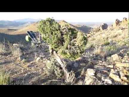  On South Campground Peak, Mid Hills Campground, I discover a couple of juniper trees that survived the 2005 brush fires here