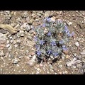 Small blue flowers along Gold Valley Road, Mojave National Preserve