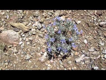Small blue flowers along Gold Valley Road, Mojave National Preserve