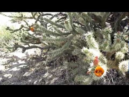 There are a couple of different types of Cholla cacti here in the area just south of Rustler Canyon