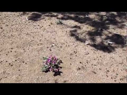 I spot a Desert four o'clock blooming in Round Valley under a tree on the Black Canyon Cut-off Road