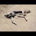 The dead coyote I passed on Cedar Canyon Road a few days ago is still there