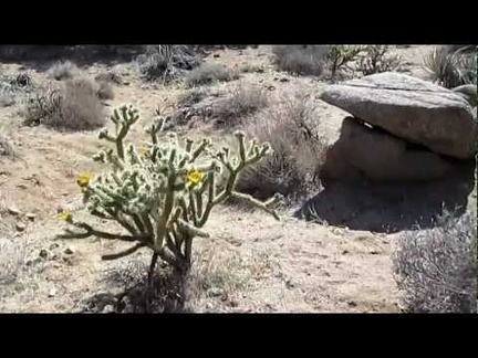 A lone juniper in Upper Black Diamond Spring Valley survived the 2005 brush fires here