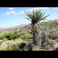 The animal trail ends at Black Diamond Spring, Mojave National Preserve, just as expected