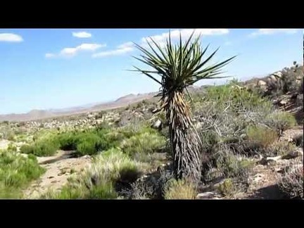 The animal trail ends at Black Diamond Spring, Mojave National Preserve, just as expected