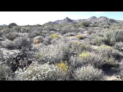 After a very short break at stinky Black Diamond Spring, I walk through an area full of white buckwheat flowers