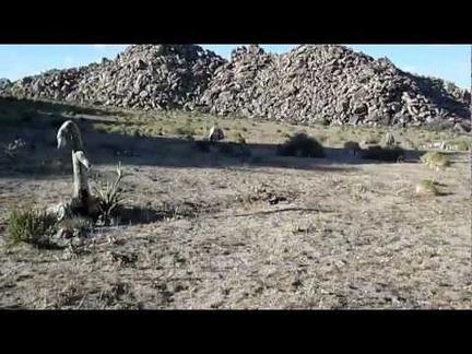 I keep hiking up the gentle slope, passing through another patch of burned desert above Black Diamond Spring