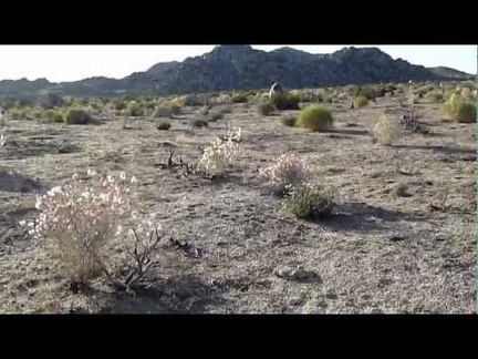 Paperbag bush glowing in the sun (Salazaria mexicana) high on the fan above Watson Wash