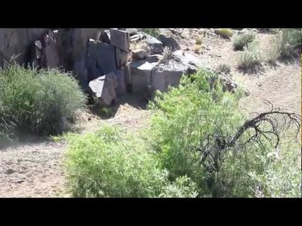 I pause along Wild Horse Canyon Road to watch a cow trudge along in an adjacent wash