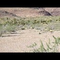 I try to keep up with a cow and a wild burro that I spot along Wild Horse Canyon Road