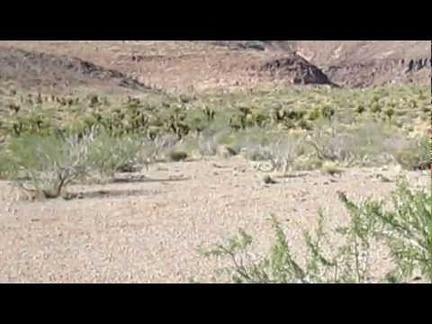 I try to keep up with a cow and a wild burro that I spot along Wild Horse Canyon Road