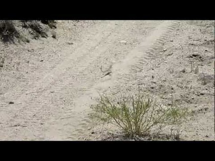 I'm mostly hiking cross-country, but I walk briefly on a segment of Woods Wash Road and spot a lizard