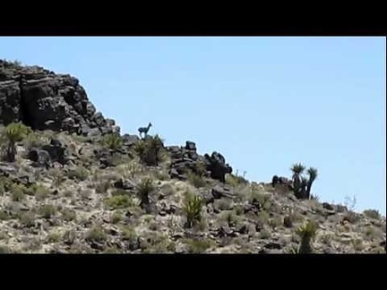 I reach the plateau below Tortoise Shell Mountain and spot a deer in the distance on the hillside