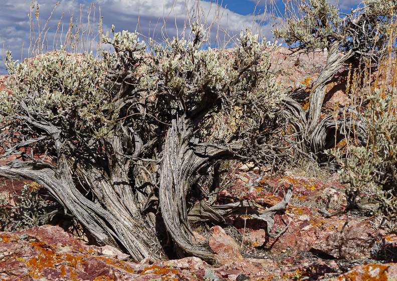 Elderly sagebrush survivors