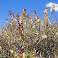 Paperbag bush (Scutellaria mexicana)