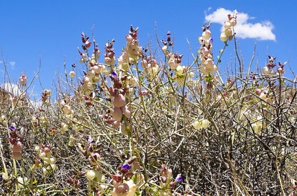 Paperbag bush (Scutellaria mexicana)